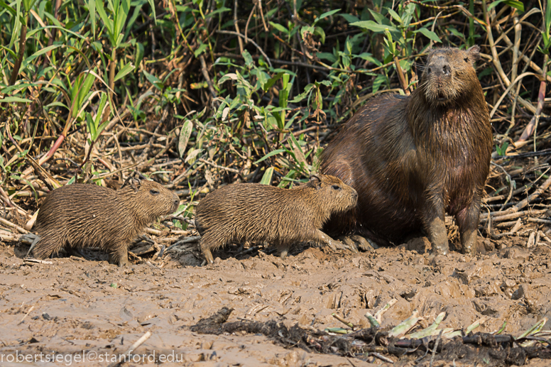 mom and 2 young capybara